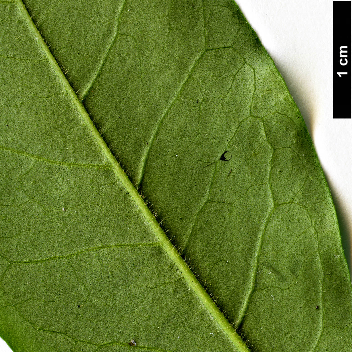 High resolution image: Family: Oleaceae - Genus: Ligustrum - Taxon: foliosum 